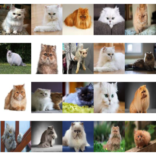 Image_persian_cat